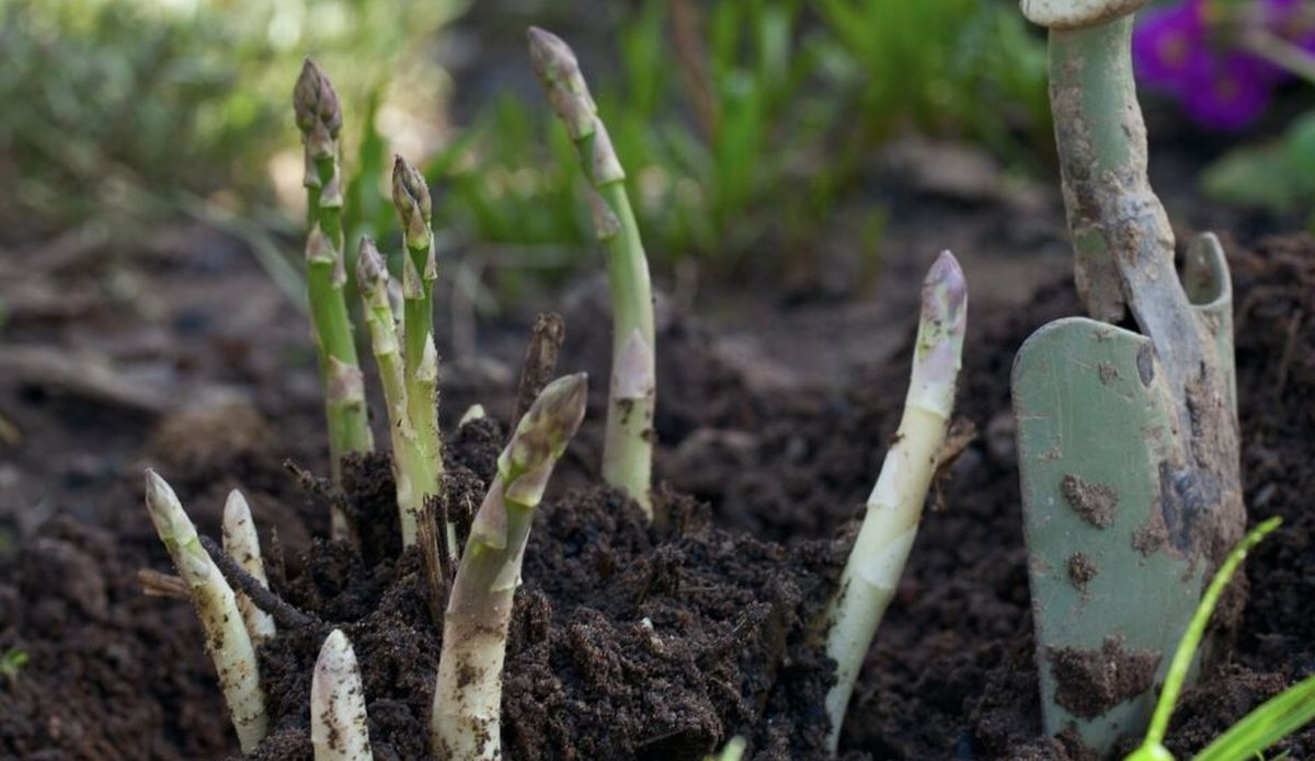 comment faire pousser des asperges