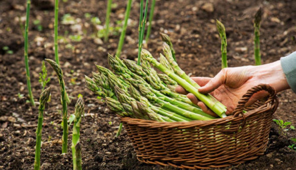 comment faire pousser des asperges dans un potager